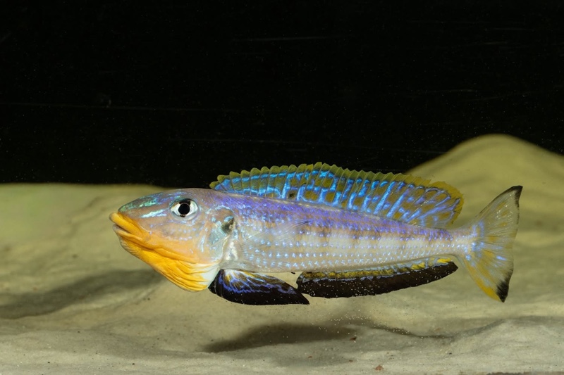 Enantiopus sp. 'kilesa'